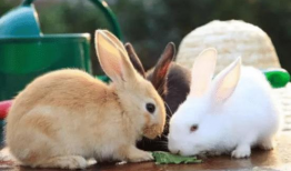 小兔子视频,萌趣互动，欢乐时光